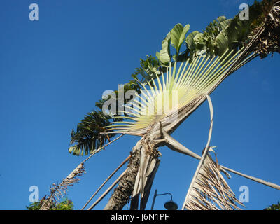 09261 risaie irrigazione Ravenala Bagong Nayon Baliuag Bulacan ponti stradali 39 Foto Stock