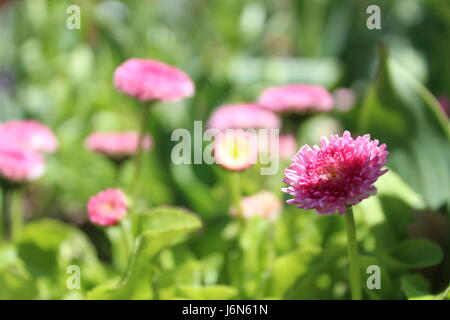 Semplice fiore rosa isolata su uno sfondo di fiori simile. Chiusura del piccolo fiore rosa. Foto Stock