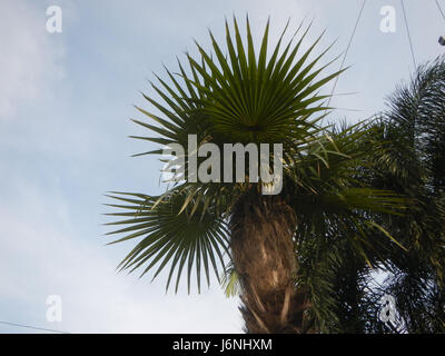 07594 uomo vecchio palm Coccothrinax crinita nelle Filippine 03 Foto Stock