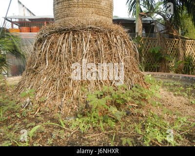 07594 uomo vecchio palm Coccothrinax crinita nelle Filippine 06 Foto Stock