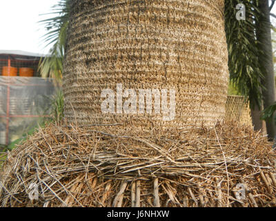 07594 uomo vecchio palm Coccothrinax crinita nelle Filippine 08 Foto Stock