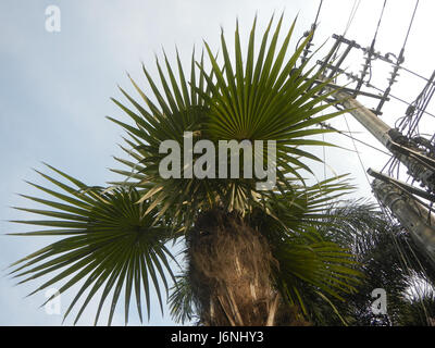 07594 uomo vecchio palm Coccothrinax crinita nelle Filippine 12 Foto Stock