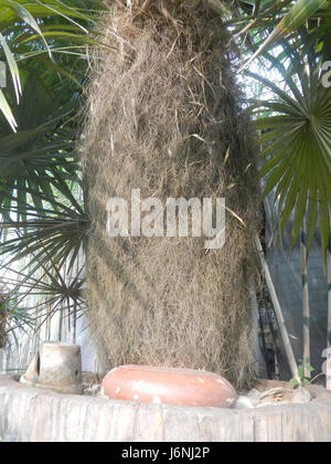 07696 uomo vecchio palm Coccothrinax crinita nelle Filippine 11 Foto Stock