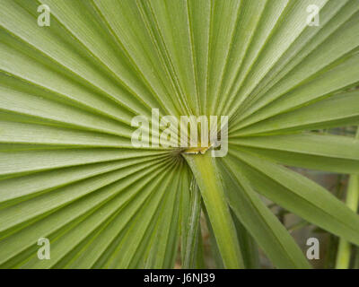 07696 uomo vecchio palm Coccothrinax crinita nelle Filippine 24 Foto Stock