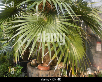 La *Coccothrinax crinita*, comunemente nota come Old Man Palm, è una specie di palma che si trova nelle Filippine. È caratterizzato dalle sue lunghe foglie a ventaglio e dall'aspetto distinto, spesso in crescita nelle regioni tropicali. Foto Stock