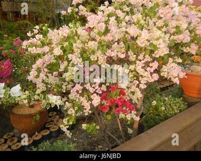 Questa immagine mostra le cultivar Bougainvillea a Santa Cruz, Guiguinto, Bulacan, con particolare attenzione alla varietà che si trova nella zona. La buganvillea è una pianta ornamentale famosa per i suoi colori vivaci e la natura resistente. Cultivar come queste sono coltivate nelle regioni tropicali per il loro fascino estetico e la resistenza alle condizioni climatiche locali. Foto Stock