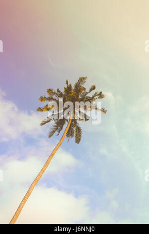 Solo Palm tree durante la giornata soleggiata con filtro vintage. Instagram guardare Foto Stock