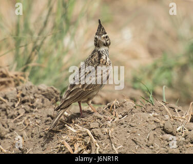 A nord della valle del Nilo crested lark galerida cristata maculata si è levato in piedi nel paesaggio rurale campo prato con la testa sollevata crest Foto Stock