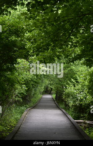 Passeggiata attraverso l'area di zone umide Foto Stock