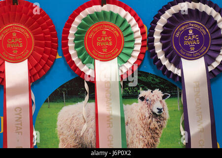 Rosette vincente per il bestiame ovino presso il Royal Welsh Festival di Primavera Foto Stock