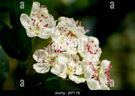 Possono sbocciare, Crataegus, comunemente chiamato biancospino, thornapple, maggio-tree, whitethorn o hawberry Foto Stock