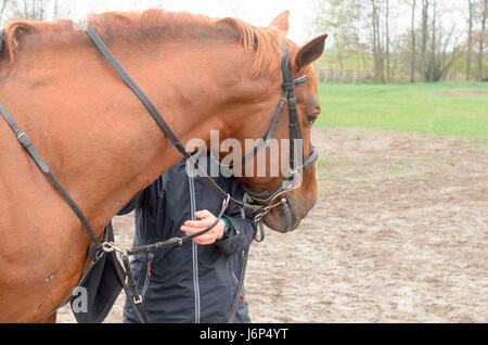 Una ragazza con un abbraccio abbraccia la testa di un cavallo. Foto Stock