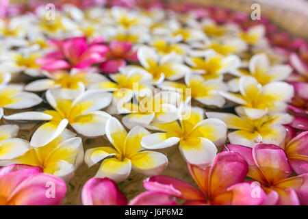 Rosa Bianco e Giallo plumeria o frangipani fiori galleggiante sull'acqua Foto Stock