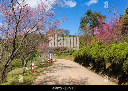 Blooming sakura tree lungo la bella strada di Doi Ang Khang National Park, Nord della Thailandia. Foto Stock