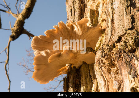 Oyster fungo Pleurotus ostreatus, Sussex, Regno Unito. Morto sul tronco di albero. Dicembre. Foto Stock