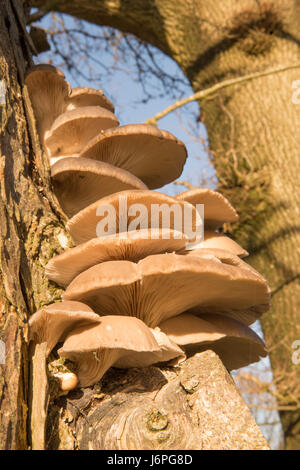 Oyster fungo Pleurotus ostreatus, Sussex, Regno Unito. Morto sul tronco di albero. Dicembre. Foto Stock