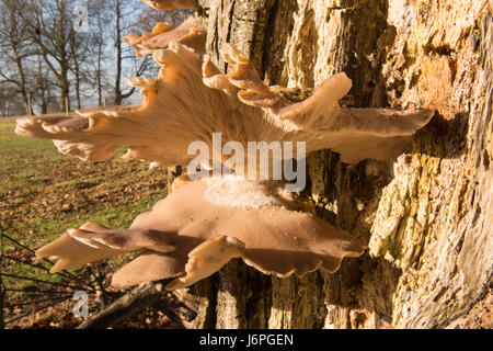 Oyster fungo Pleurotus ostreatus, Sussex, Regno Unito. Morto sul tronco di albero. Dicembre. Foto Stock