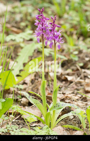 Inizio Purple Orchid, Orchis mascula, nel bosco. Aprile. Sussex, Regno Unito Foto Stock