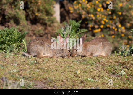 Coniglio europeo, oryctolagus cuniculus, due giovani alimentazione su erba sulla brughiera. Minsmere, Suffolk, Regno Unito. Foto Stock