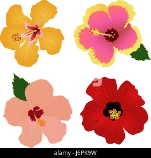Illustrazione vettoriale di fiori di ibisco set di quattro Illustrazione Vettoriale