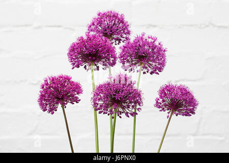 Allium hollandicum 'viola sensazione' contro una parete bianca. Foto Stock