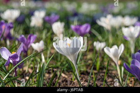 Un vicino campo di bianco e viola malva Crocus crochi dal lato sul profilo a livello del suolo in basso sullo sfondo della molla Foto Stock