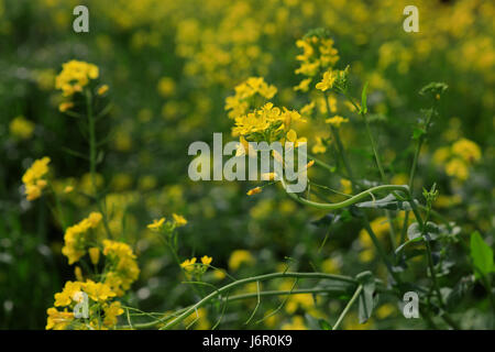 La Canola blossm in Jeju Island, Corea del Sud Foto Stock