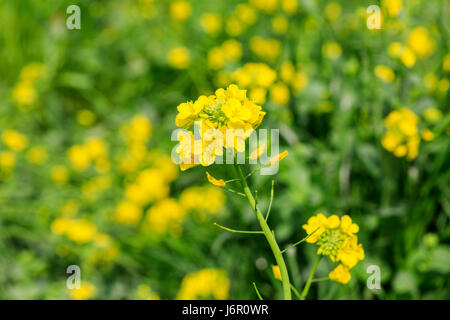 La Canola blossm in Jeju Island, Corea del Sud Foto Stock