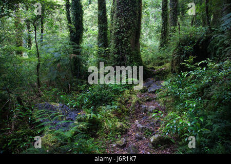 Sentiero nel Parco Pumalin, Cile Foto Stock