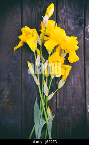 Blooming iridi gialli su un marrone la superficie di legno, tonificazione vintage Foto Stock