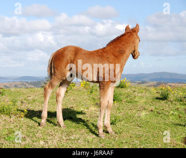 Il desiderio di cavallo stallone fox puledro cavallo blu ritratto occhi anelito larghezza orecchie Foto Stock