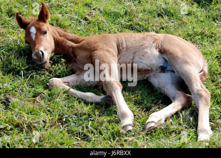 stanco di puledro Foto Stock