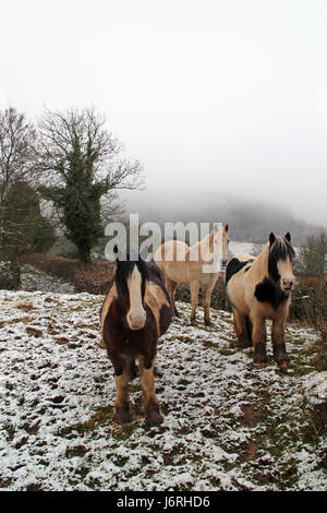 I cavalli in campo nevoso vicino a Hay on Wye Foto Stock