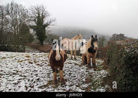 I cavalli in campo nevoso vicino a Hay on Wye Foto Stock