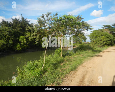 Una fotografia aerea che mostra risaie, alberi e canali di irrigazione lungo la Farm to Market Road a Talampas, Bustos, Bulacan, Filippine. Foto Stock