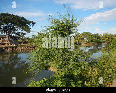 Una vista aerea o una fotografia che mostra le risaie, gli alberi e i canali di irrigazione a Talampas, Bustos, Bulacan, Filippine. Questa immagine illustra le pratiche agricole e le infrastrutture rurali della regione. Foto Stock
