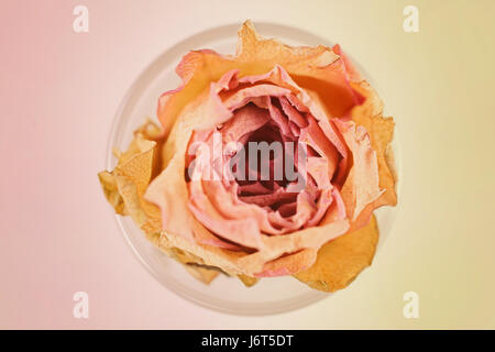 Un fiore essiccato di una rosa rosa close-up Foto Stock