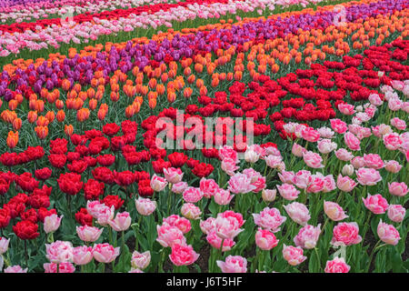 Tulipani colorati in primavera, Keukenhof, Paesi Bassi, l'Europa. Blooming tulip, giardino Keukenhof. Bellissimo paesaggio multicolore. Campo dei Fiori con l'olandese Foto Stock