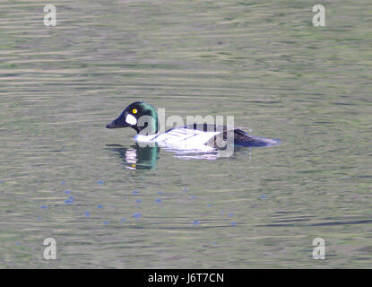 058 - COMUNE GOLDENEYE (3-15-09) Bob Jones bridge, sloco, ca (2) (8717756644) Foto Stock