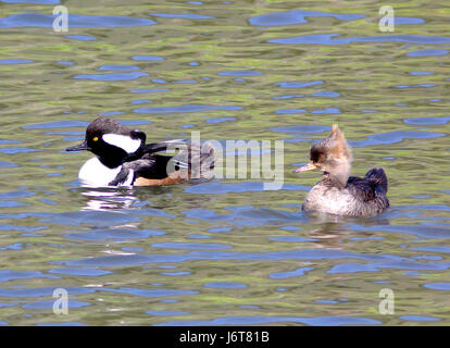 061 - HOODED MERGANSER (3-15-09) Bob Jones bridge, sloco, ca (3) (8719072112) Foto Stock