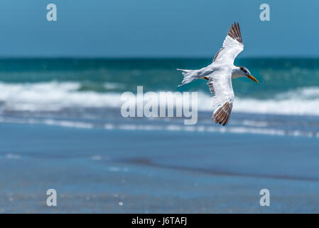 Una terna volando a bassa quota sopra la linea costiera di Fort Clinch parco dello stato su Amelia Island in Fernandina Beach, Florida. (USA) Foto Stock