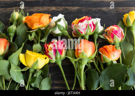 Rose multicolori Close Up su un rustico sfondo di legno. Foto Stock