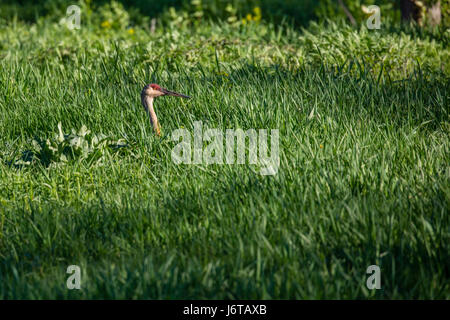 Sandhill gru (Grus canadensis) mimetizzata in erba alta Foto Stock