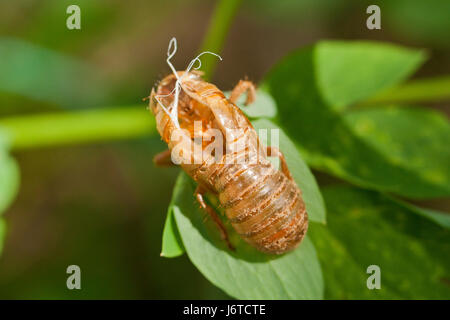 La covata X cicala Magicicada () esoscheletro / cicala shell - Virginia STATI UNITI D'AMERICA Foto Stock