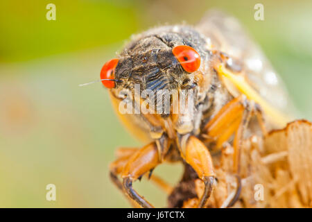 La covata X cicala Magicicada () close up, Maggio 2017 - Virginia STATI UNITI D'AMERICA Foto Stock