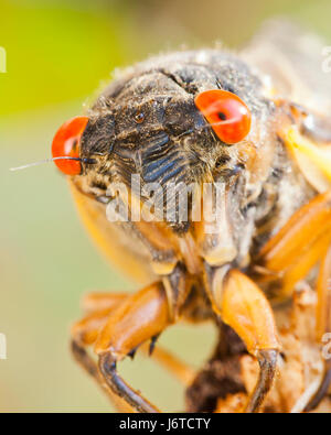 La covata X cicala Magicicada () close up, Maggio 2017 - Virginia STATI UNITI D'AMERICA Foto Stock