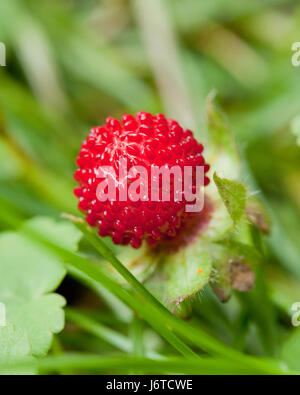 Simulazione di fragole (Duchesnea indica) - aka Indian fragola, falso fragola, snake berry - USA Foto Stock