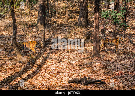 Cuccioli di tigre Bandhavgarh Foto Stock