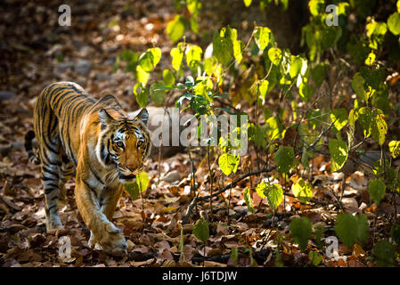 Primi piani della tigre Foto Stock