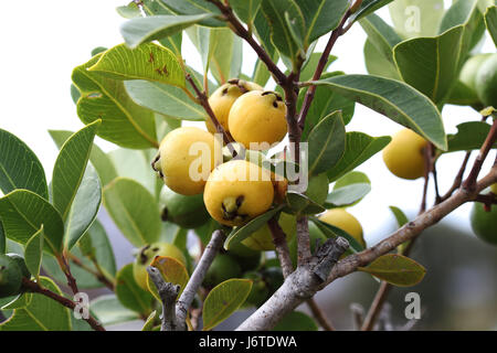 Giallo cattley guava, giallo di guava fragola, ciliegia di colore giallo di guava, limone,guava Psidium cattleianum maturazione Foto Stock